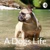 undefined A Dogs Life Podcast