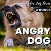 undefined Angry Dog