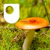 undefined Investigating fungi: the wood-wide web - for iPod/iPhone