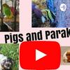 undefined Pigs And Parakeets