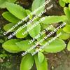 undefined The Most Powerful Spiritual Herbalist In Nigeria's Podcast