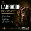 undefined The Labrador Podcast - From Tails of Success Labrador Training