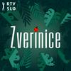 undefined Zverinice