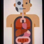 Podcast Anatomy and physiology