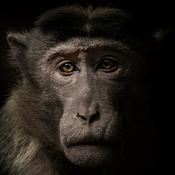 Podcast Animal Rights: the Debate