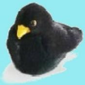 Podcast Birdpod - Birdwatching Podcast