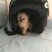 Podcast Bisa Banget Salah