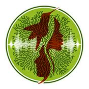 Podcast Circle of Voices - Immersive audio documentaries &amp; ecological sound art