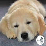 Podcast Dave