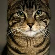 Podcast Feline Fridays