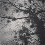 Podcast From the region of the summer stars