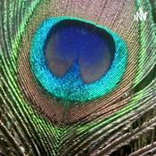 Podcast The Great Desi Podcast.