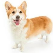 Podcast How how to Care for Your New Species