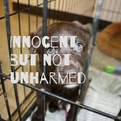 Podcast Innocent but not unharmed