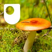 Podcast Investigating fungi: the wood-wide web - for iPod/iPhone