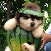 Podcast Laugh at Finley