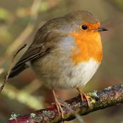 Podcast Life Through Feathers: The Garden Bird Podcast