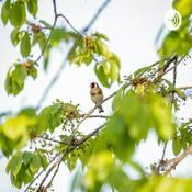 Podcast Los animales