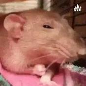 Podcast Prácticas de gestión en empresas y países