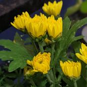 Podcast Velpaari In Tamil