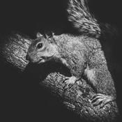 Podcast Squirrel Talk