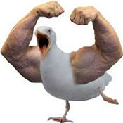 Podcast The Buff Seagull