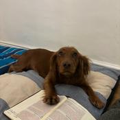 Podcast The Lords Bible study