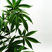 Podcast The Motherfucker