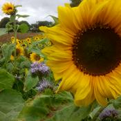 Podcast The Nature Garden: gardening, wildlife and nature notes