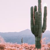 Podcast Cactus Country