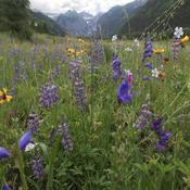 Podcast Voices of the Valley Floor-a and Fauna