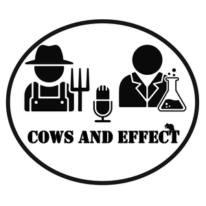 Cows and Effect