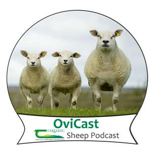 Listen to OviCast in the App