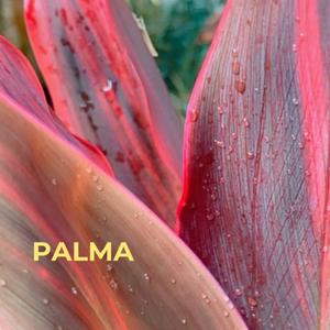 Palma