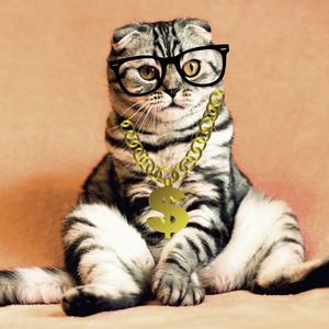 Personal Finance Cat