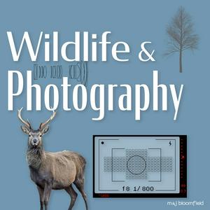 Listen to Wildlife and Photography in the App